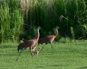 Sandhill Cranes