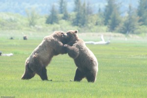 Bears playing around in the wild