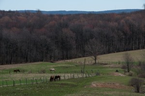 DSC_5019