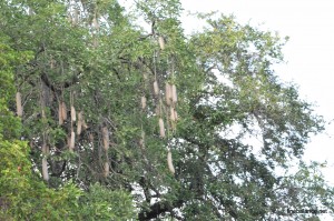 Sausage Tree