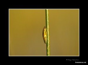DSC_6421_Framed