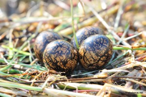 Nest of Jesus Bird
