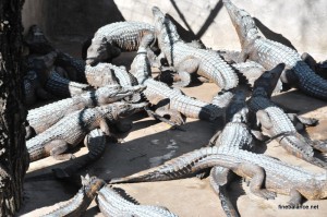 Crocodile Farm