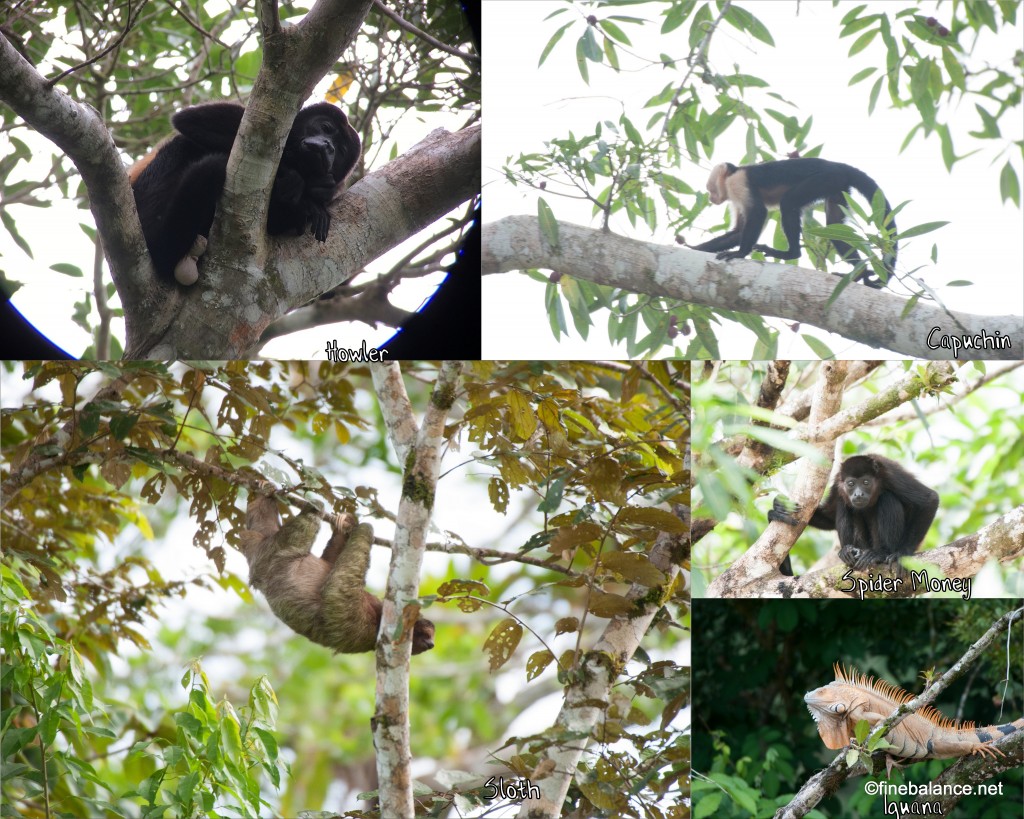 Animals2 Animals2