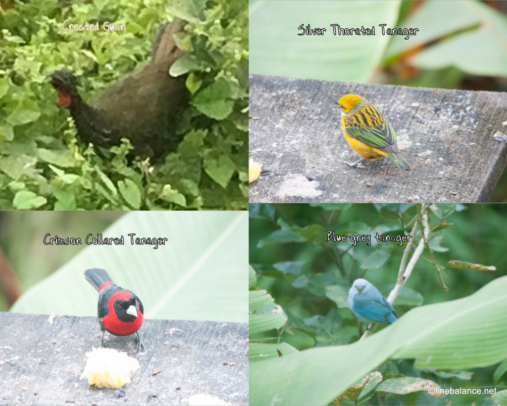 Animals3 Birds at Arenal Lodge