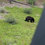 Black BEar2