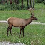 Elk